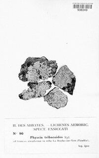 Image of Physcia tribacioides